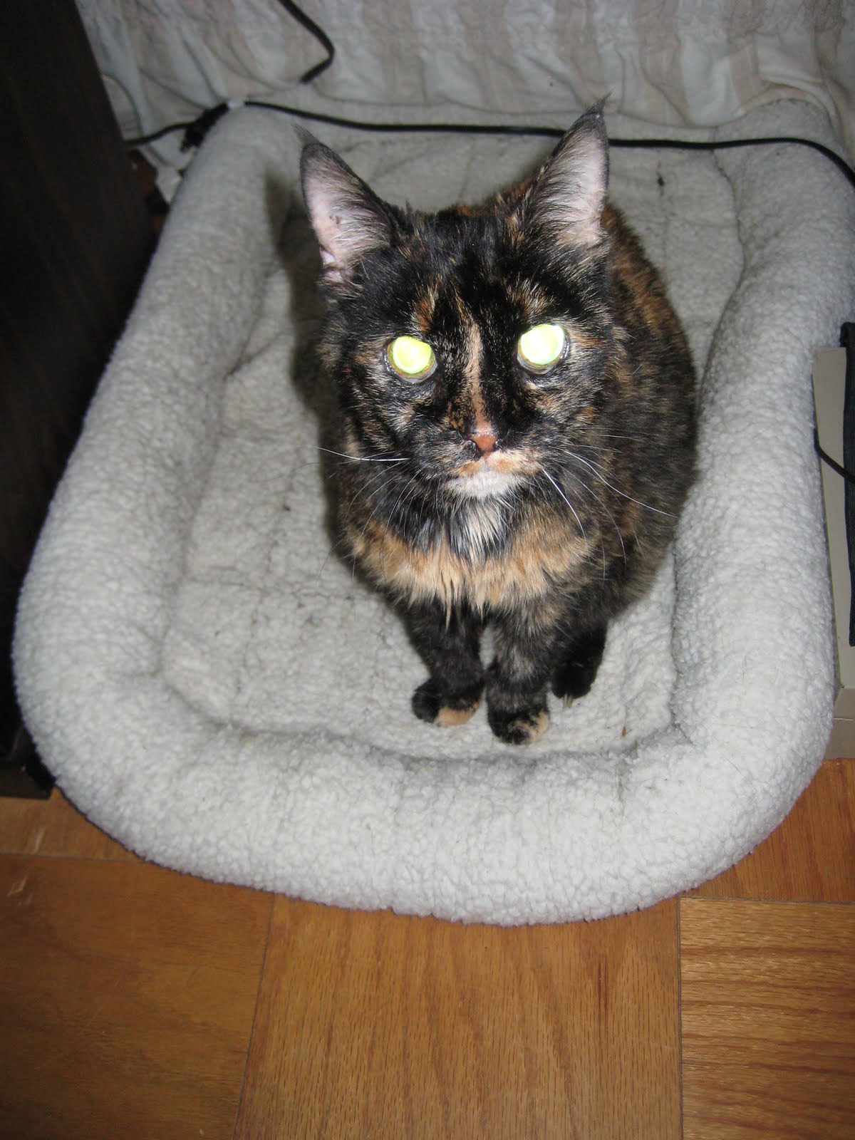 Aciphex sprinkle with hair cat